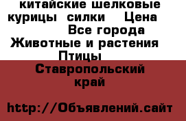 китайские шелковые курицы (силки) › Цена ­ 2 500 - Все города Животные и растения » Птицы   . Ставропольский край